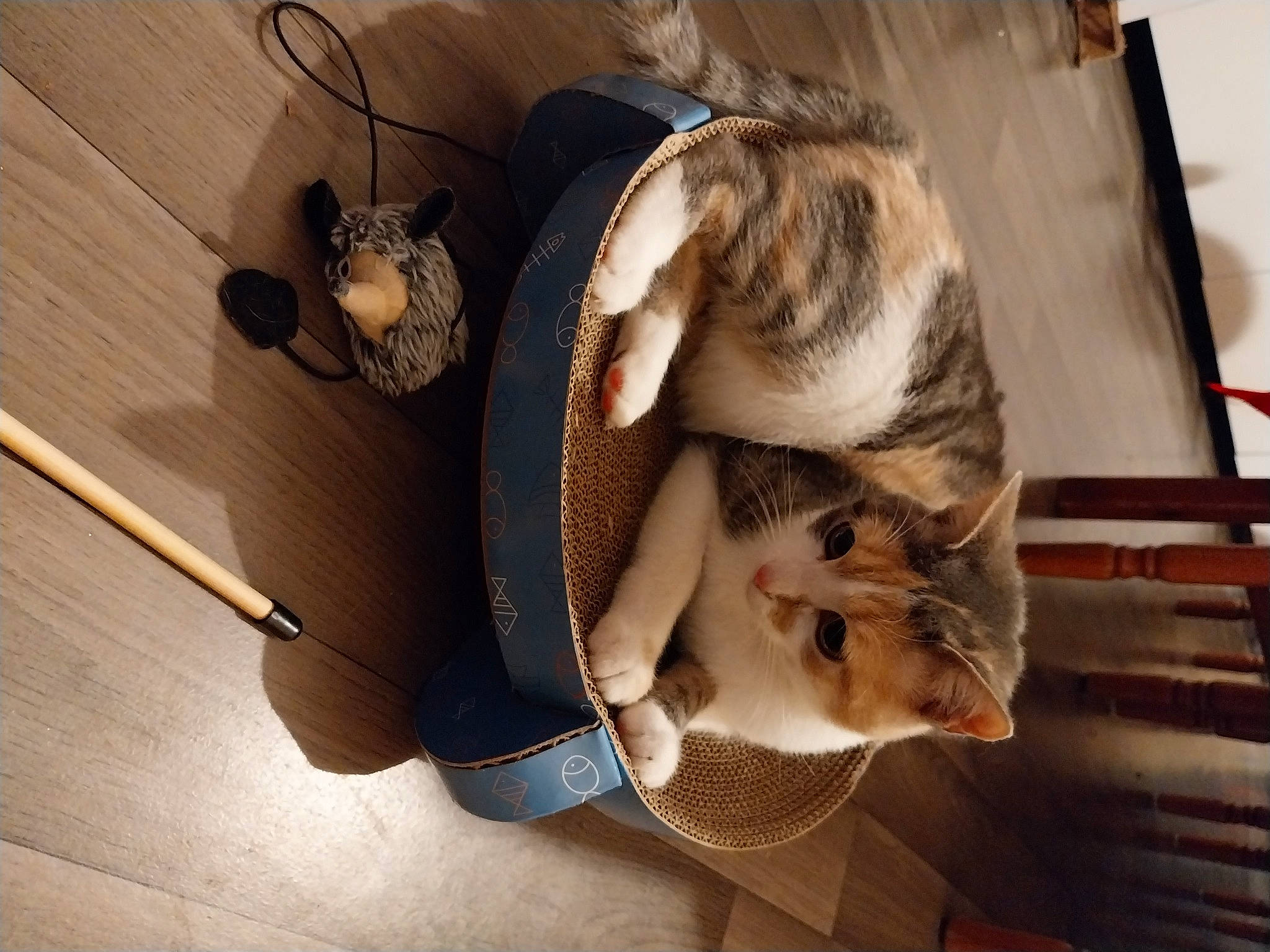 Koukie participe au concours pour gagner de l'argent avec cette photo : carnivore, cat, collar, comfort, companion_dog, dog_breed, domestic_short_haired_cat, eyewear, fawn, felidae, floor, flooring, fur, hardwood, small_to_medium_sized_cats, snout, sporting_group, tail, whiskers, wood