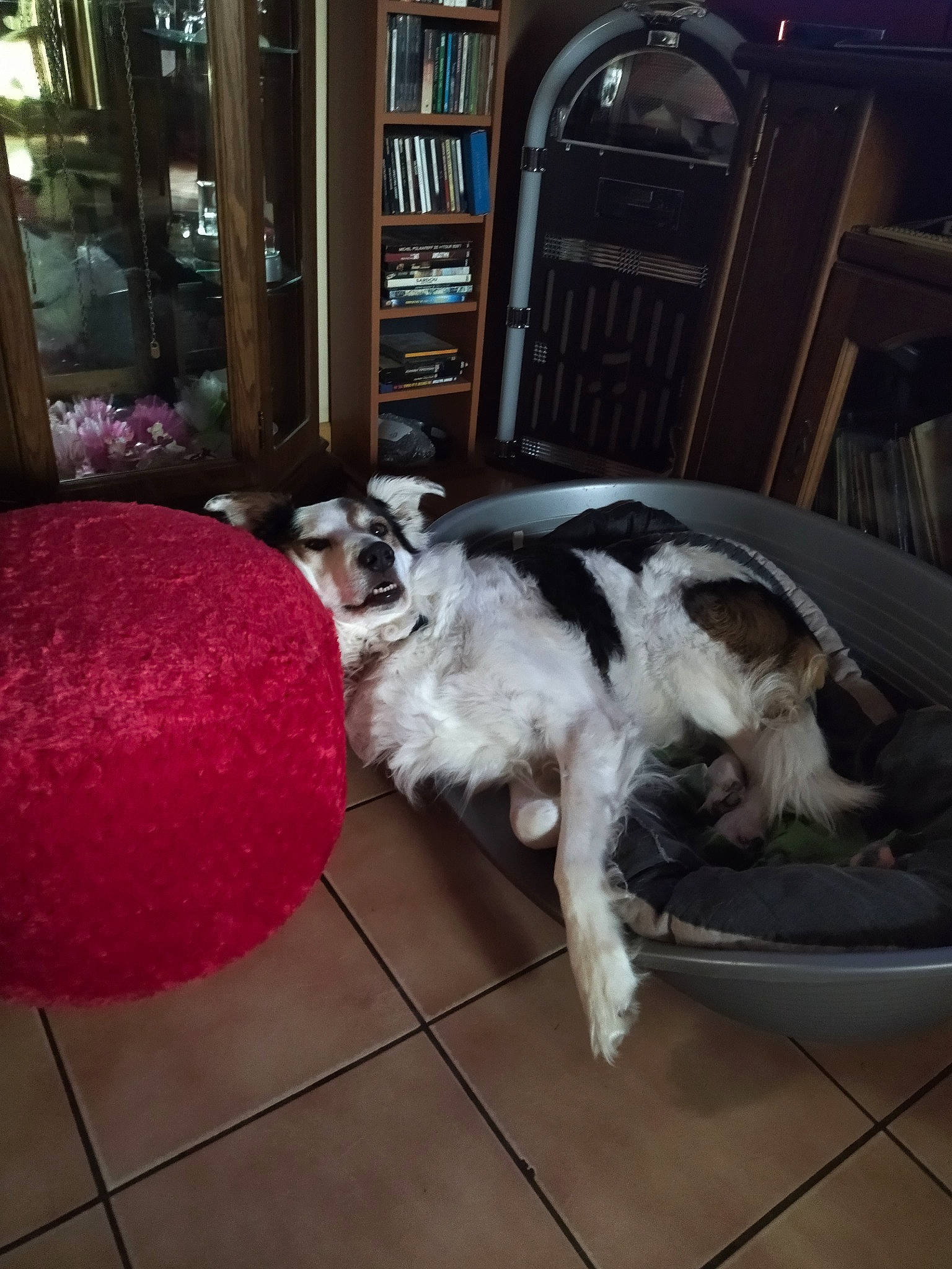 Helliot participe au concours pour gagner de l'argent avec cette photo : border_collie, borzoi, canidae, carnivore, chair, companion_dog, dog, dog_breed, felidae, floor, flooring, fur, furniture, hardwood, herding_dog, room, shelf, small_to_medium_sized_cats, sporting_group, tail