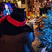 Willow is registered to the contest to win money with this photo: cat, black_cat, scarf, christmas_tree, holiday_decor, stockings, fireplace, couch, living_room, television, man, wood_floor, decorations, table, toy_truck, lights, gnome, cozy, indoor, festive