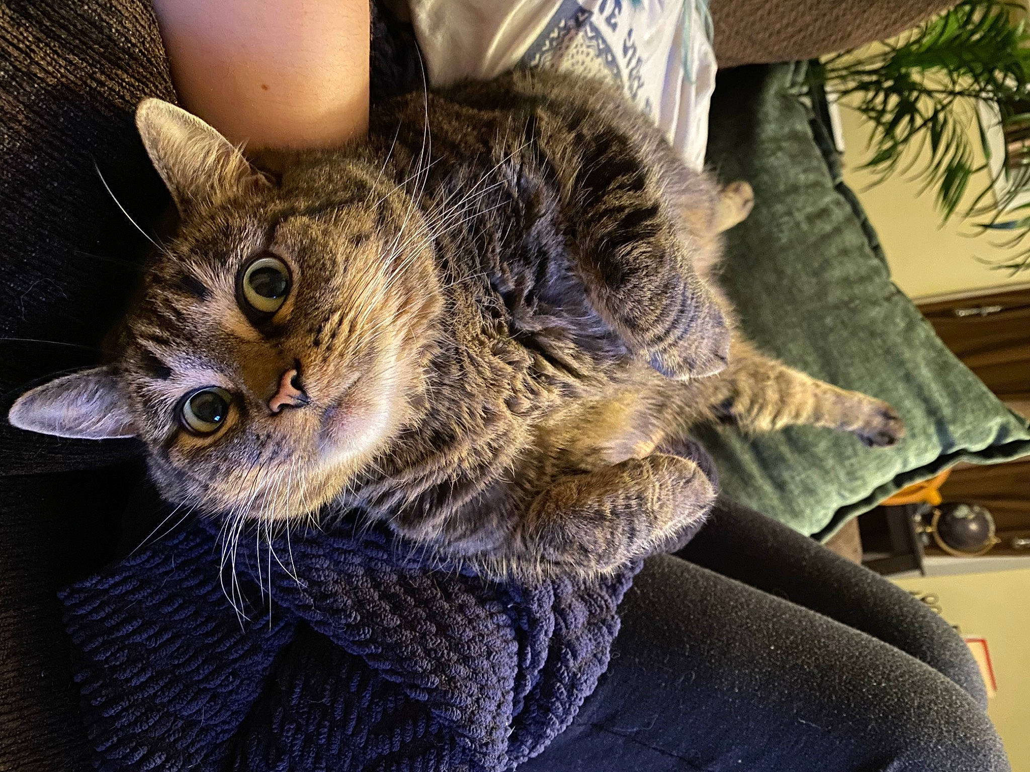 Yang joined the competition — help win amazing prizes! bobcat, carnivore, cat, claw, comfort, domestic_short_haired_cat, felidae, fur, houseplant, paw, plant, small_to_medium_sized_cats, snout, tail, tree, whiskers