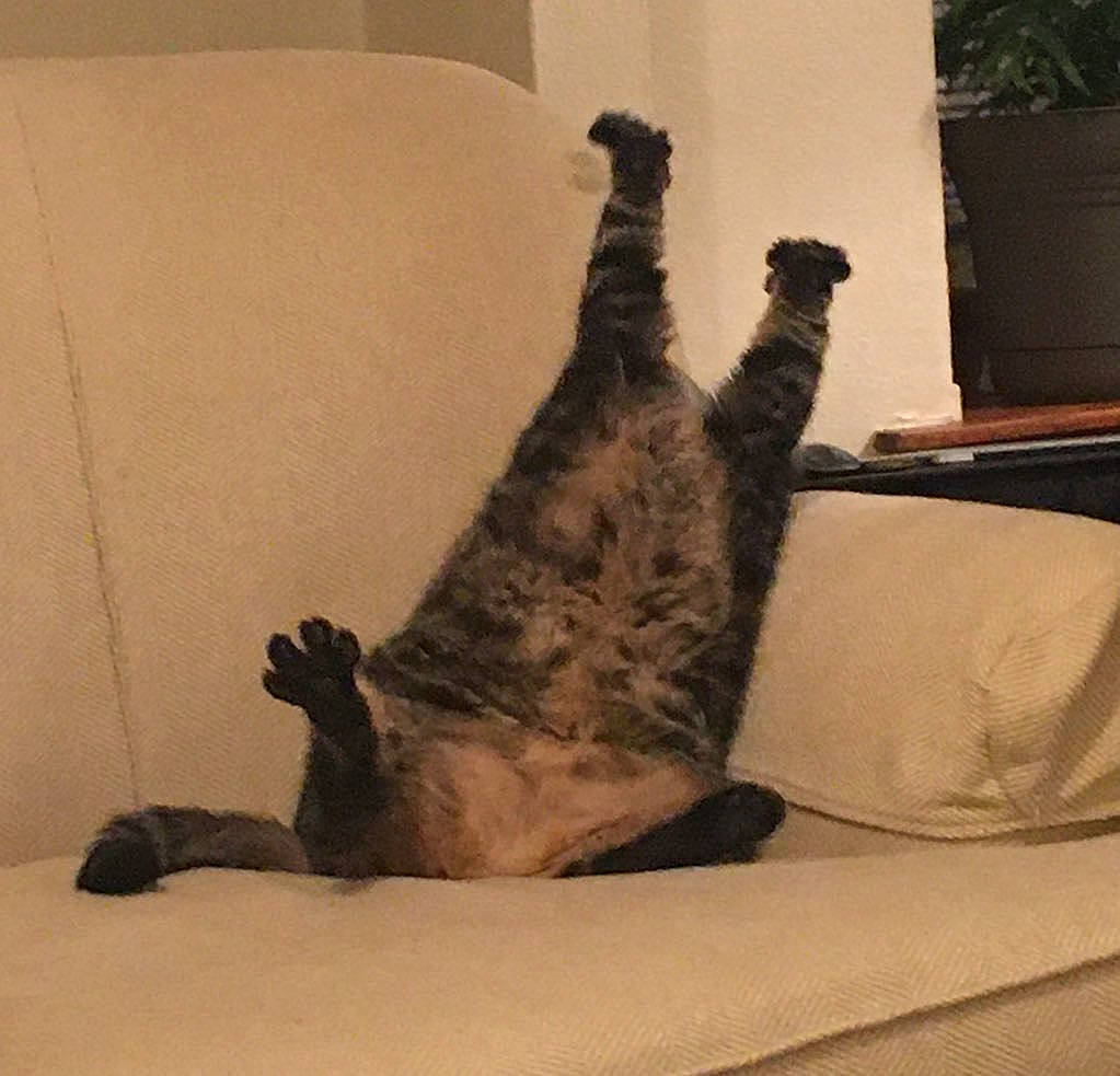 Yang is registered to the contest to win money with this photo: canidae, carnivore, cat, comfort, dog_breed, fawn, felidae, flooring, fur, hardwood, human_leg, paw, small_to_medium_sized_cats, snout, sporting_group, tail, terrestrial_animal, tree, whiskers, wood