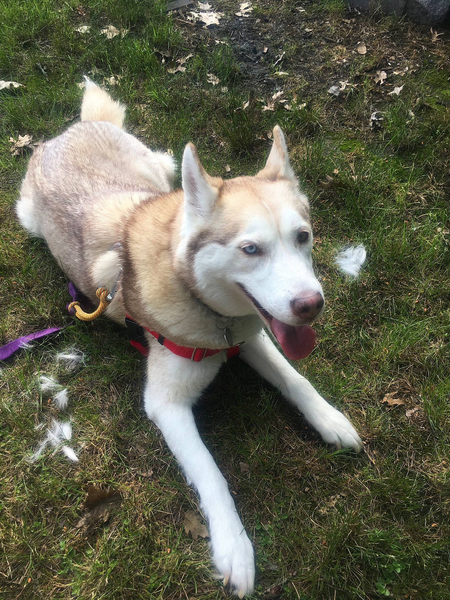 Sasha joined the competition — help win amazing prizes! ancient_dog_breeds, carnivore, companion_dog, dog, dog_breed, grass, non_sporting_group, tail, working_animal, working_dog