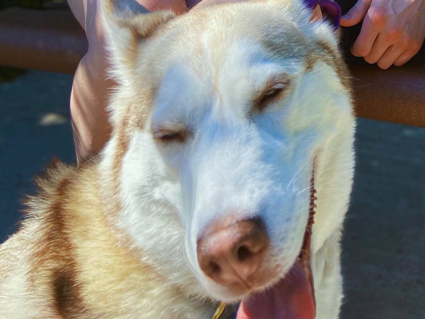 Sasha joined the competition — help win amazing prizes! ancient_dog_breeds, canidae, canis, carnivore, collar, companion_dog, dog, dog_breed, fawn, fur, giant_dog_breed, non_sporting_group, snout, sporting_group, terrestrial_animal, whiskers, working_animal, working_dog