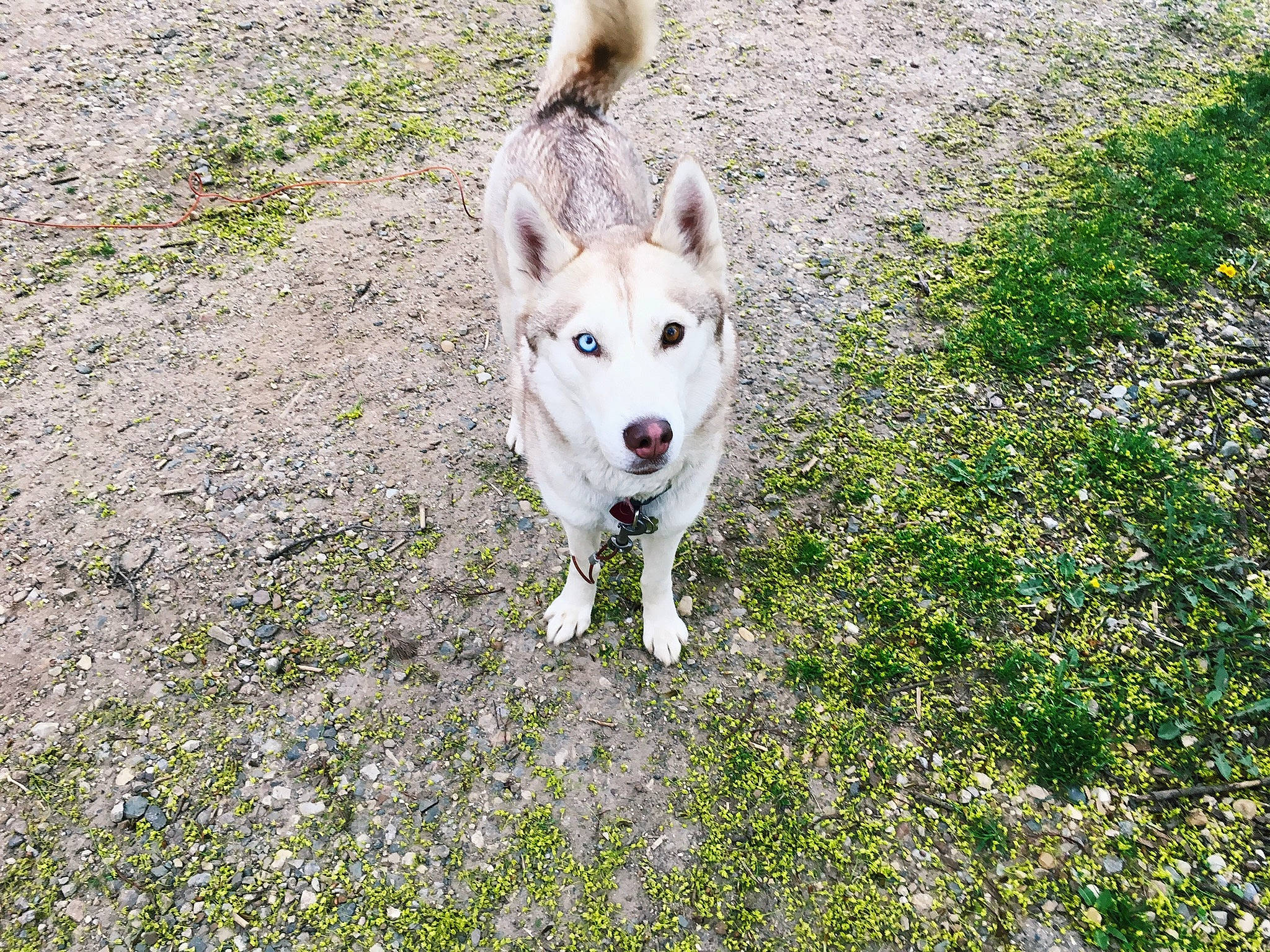 Sasha joined the competition — help win amazing prizes! ancient_dog_breeds, canis, carnivore, collar, companion_dog, dog, dog_breed, east_european_shepherd, fawn, grass, groundcover, herding_dog, non_sporting_group, plant, sporting_group, street_dog, tail, wolf, working_animal, working_dog