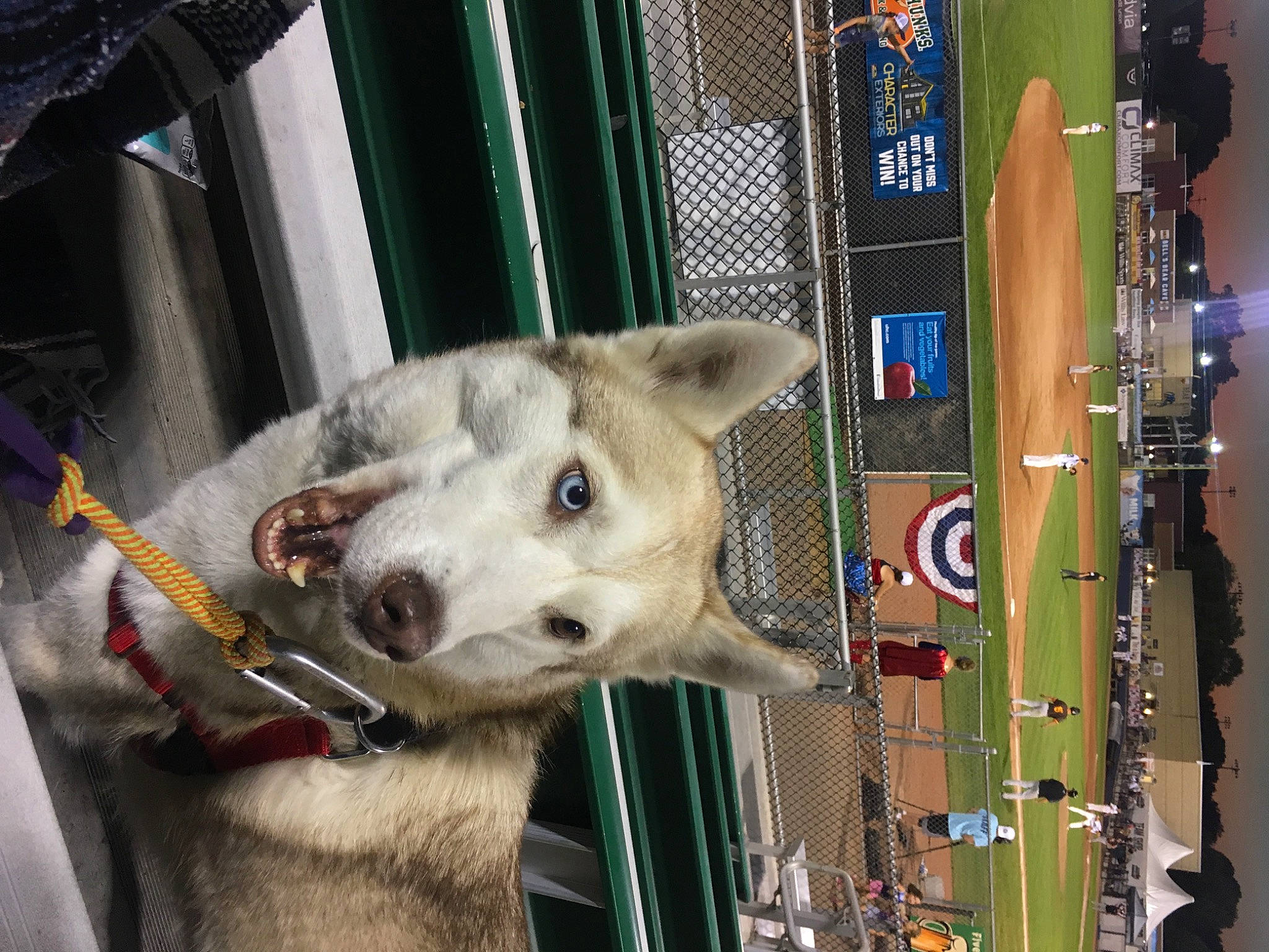 Sasha is registered to the contest to win money with this photo: canidae, canis, carnivore, collar, companion_dog, dog, dog_breed, fawn, fur, metal, non_sporting_group, sled_dog, snapshot, snout, sporting_group, street_dog, terrestrial_animal, wildlife, wolf, working_animal