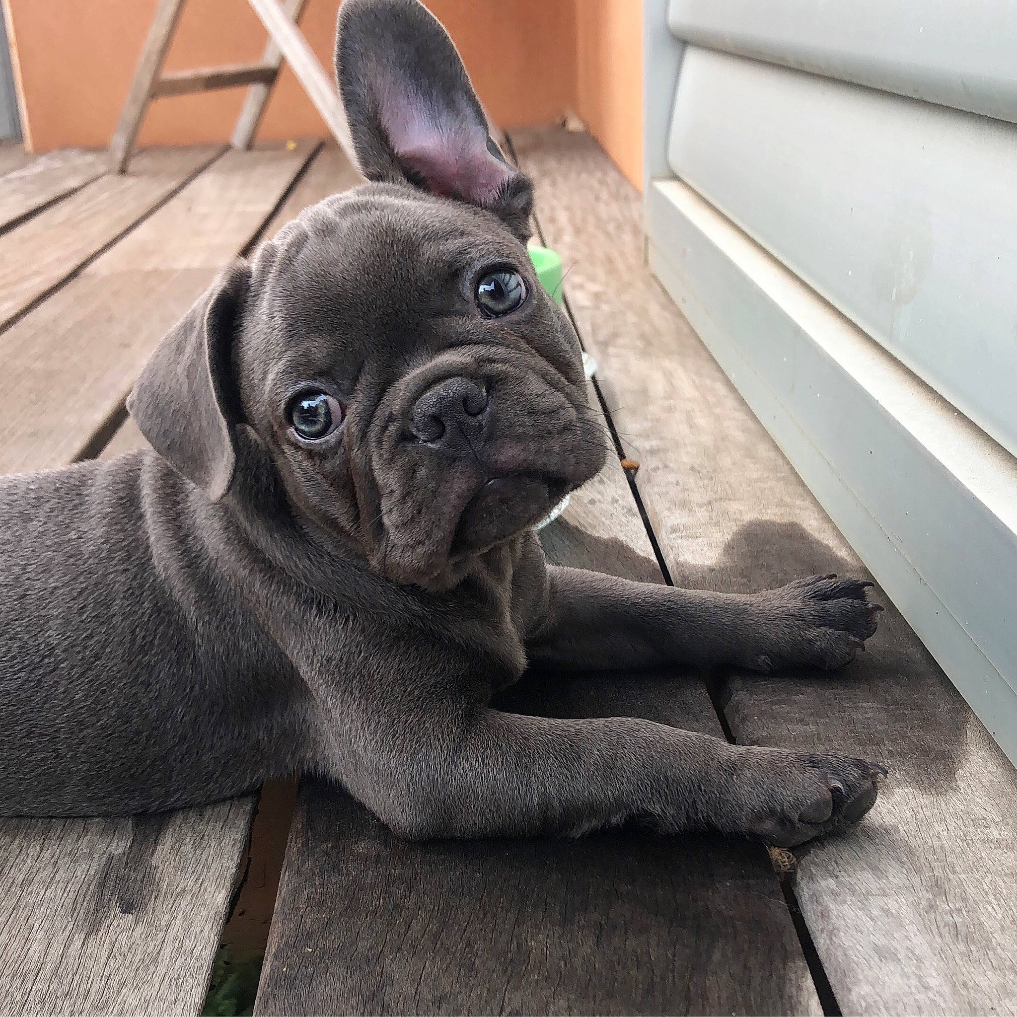 Simba a rejoint le concours — aidez-le/la à gagner de superbes lots ! bulldog, canidae, carnivore, companion_dog, dog, dog_breed, dog_collar, ear, fawn, french_bulldog, mammal, molosser, non_sporting_group, pug, puppy, snout, sporting_group, toy_bulldog, vertebrate