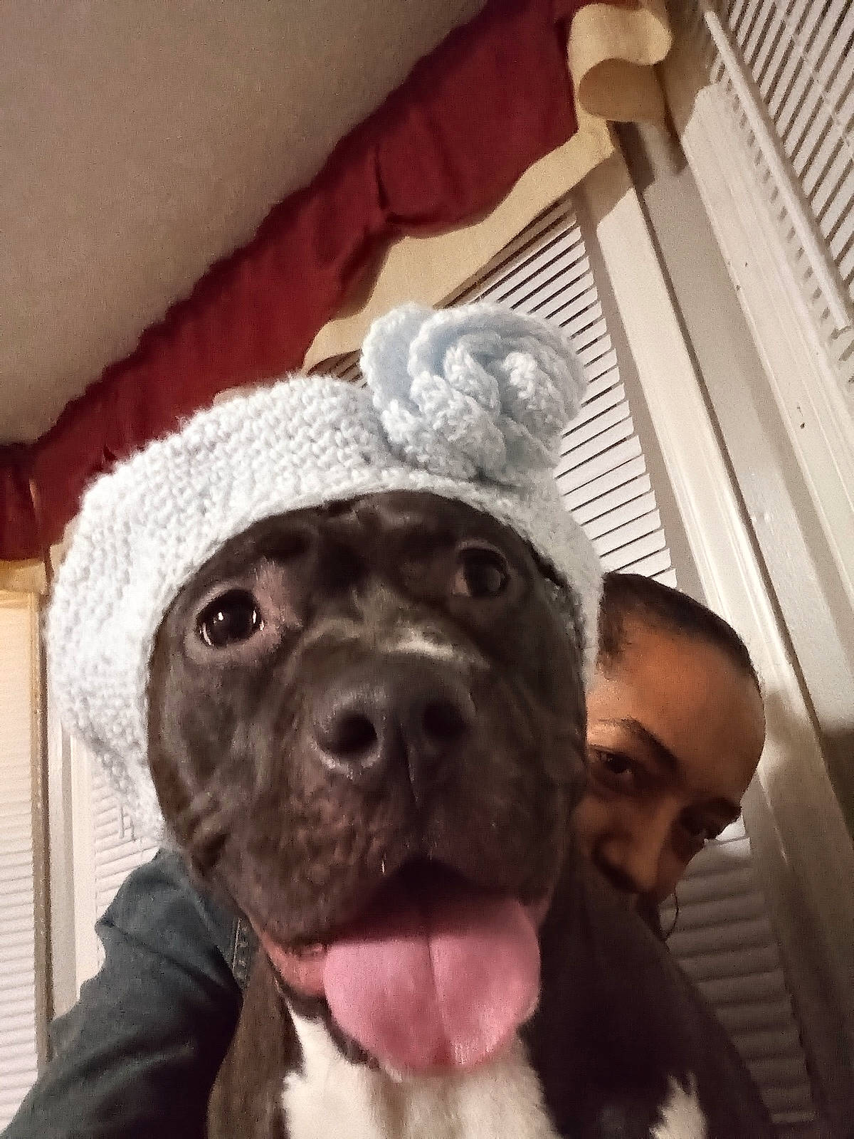Clee joined the competition — help win amazing prizes! canidae, cap, carnivore, companion_dog, dog, dog_breed, dog_collar, ear, fawn, fur, happy, hat, liver, puppy_love, selfie, snout, sporting_group, whiskers, working_animal, wrinkle