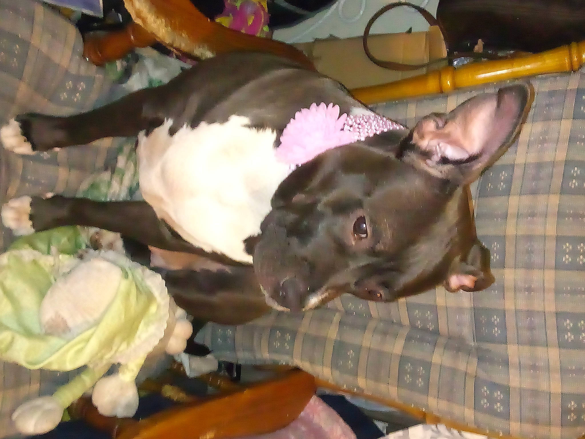 Clee is registered to the contest to win money with this photo: canidae, carnivore, chihuahua, comfort, companion_dog, corgi_chihuahua, dog, dog_breed, ear, fawn, felidae, fur, liver, nap, non_sporting_group, small_to_medium_sized_cats, sporting_group, toy_dog, whiskers, working_animal