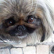 Mario participe au concours pour gagner de l'argent avec cette photo : affenpinscher, animal, canine, dog, pet, pug, puppy, slate