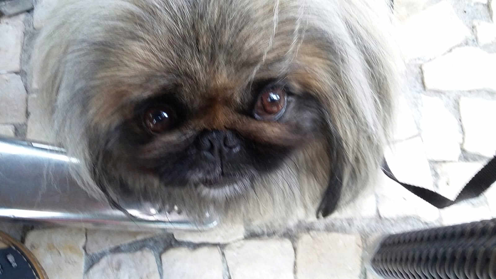 Mario participe au concours pour gagner de l'argent avec cette photo : affenpinscher, animal, canine, dog, pet, pug, puppy, slate