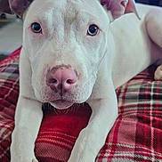 Nova is registered to the contest to win money with this photo: animal, blanket, canine, close_up, cozy, cute, dog, ears, fur, home, indoor, lying_down, paws, pet, pink_nose, plaid, relaxed, snout, television, white_dog