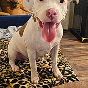 Nova joined the competition — help win amazing prizes! animal, blanket, brown_dog, companion, couch, curtain, cute, dog, domestic, fish_tank, floor, happy, indoor, leopard_print, pet, relaxing, tongue_out, two_dogs, white_dog, wood_floor