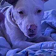 Nova joined the competition — help win amazing prizes! dog, pet, white_dog, bed, blanket, floral_pattern, indoors, close_up, resting, canine, ears, fur, comfort, sleepy, animal, domestic_animal, portrait, soft_light, relaxation, cozy