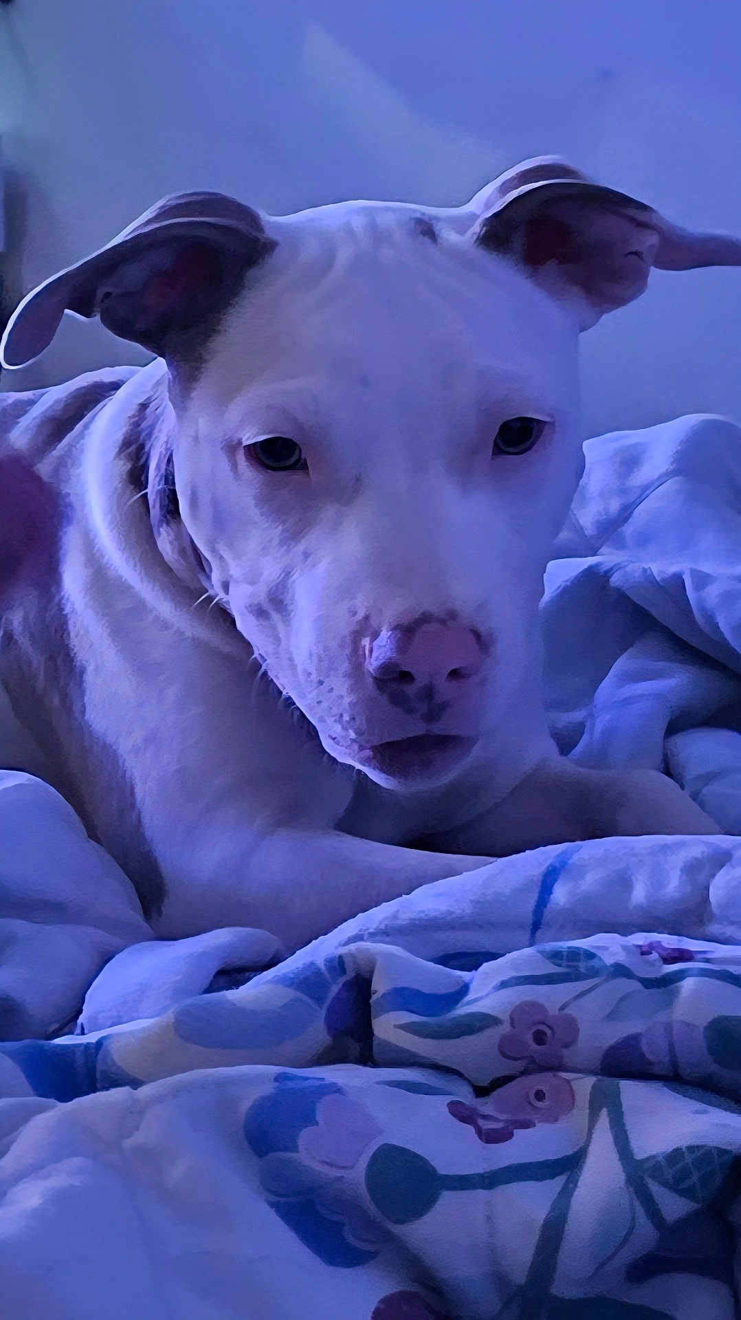 Nova