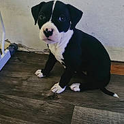 Rosie joined the competition — help win amazing prizes! animal, black_and_white, canine, curious, cute, dog, domestic, ears, floor, fur, indoor, looking_up, pet, puppy, sitting, small, tail, wall, wooden_floor, young