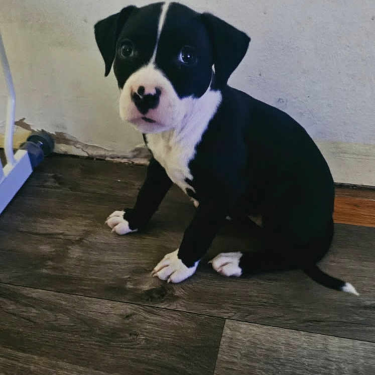 Rosie