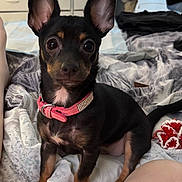 Gigi is registered to the contest to win money with this photo: dog, puppy, black_and_tan, collar, bed, blanket, toy, indoor, pet, ears, cute, small_dog, fur, animal, resting, looking, domestic, young, companion, pink_collar