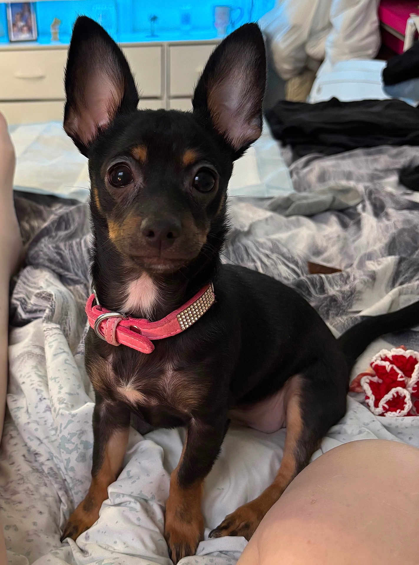 Gigi is registered to the contest to win money with this photo: dog, puppy, black_and_tan, collar, bed, blanket, toy, indoor, pet, ears, cute, small_dog, fur, animal, resting, looking, domestic, young, companion, pink_collar