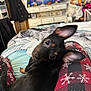 dog, black_dog, small_dog, bed, blanket, pajamas, snowflake_pattern, indoor, living_room, television, furniture, curious, pet, ears, looking_back, cozy, cluttered_room, fabric, resting, domestic