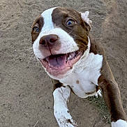 Tay Tay is registered to the contest to win money with this photo: animal, brown, canine, cheerful, closeup, dirt, dog, energetic, excited, fur, happy, jumping, muddy, outdoor, pet, playful, smiling, tongue, white, young