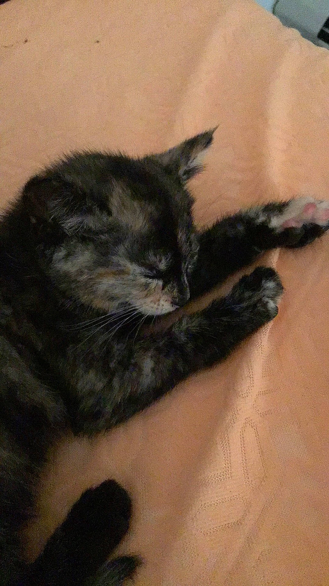 Crispy joined the competition — help win amazing prizes! black_cat, carnivore, cat, claw, domestic_long_haired_cat, domestic_short_haired_cat, felidae, fur, kitten, mammal, small_to_medium_sized_cats, tail, whiskers