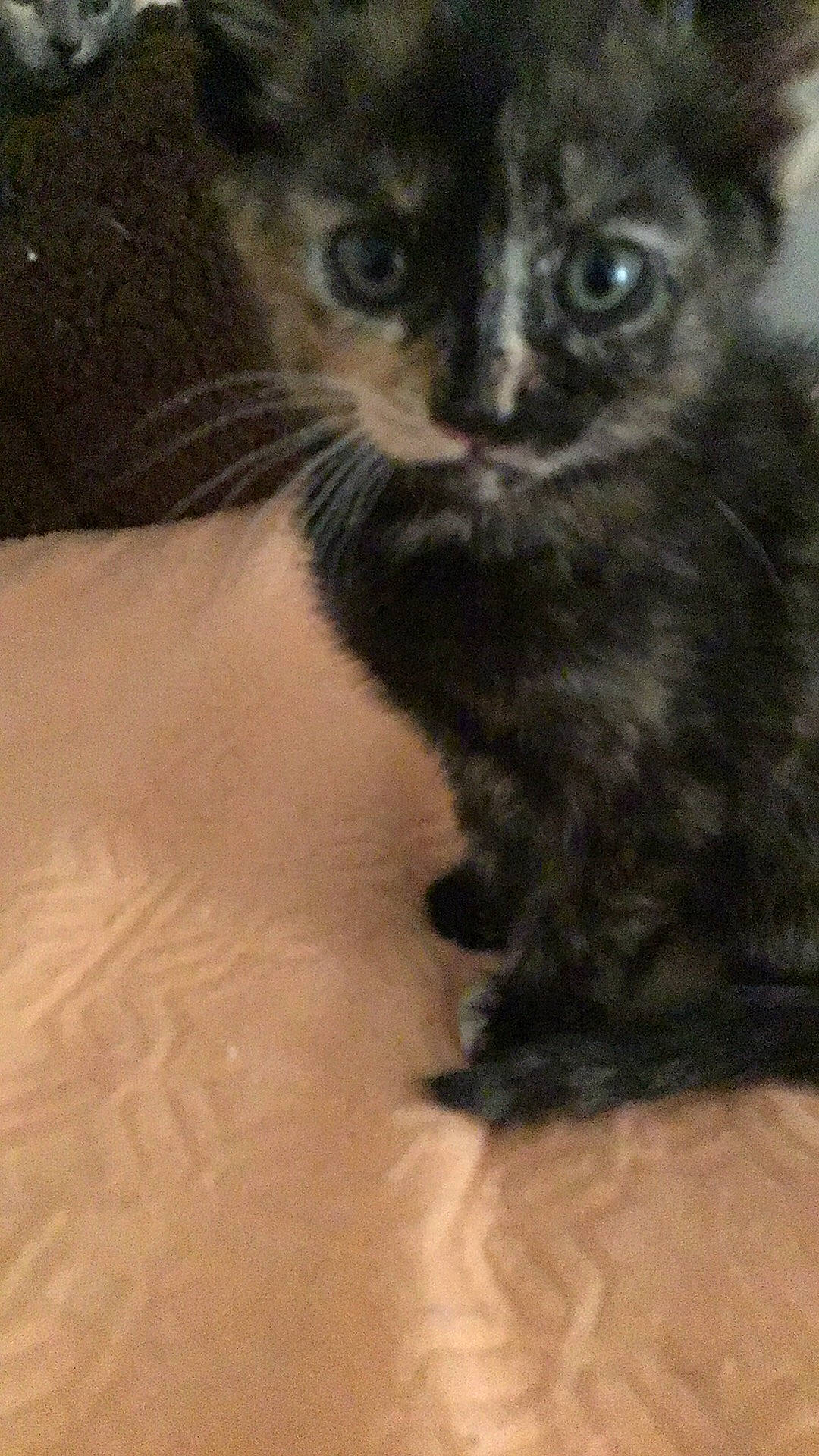 Crispy is registered to the contest to win money with this photo: asian, black_cat, bombay, carnivore, cat, domestic_long_haired_cat, domestic_short_haired_cat, eye, felidae, fur, german_rex, kitten, mammal, polydactyl_cat, small_to_medium_sized_cats, snout, vertebrate, whiskers