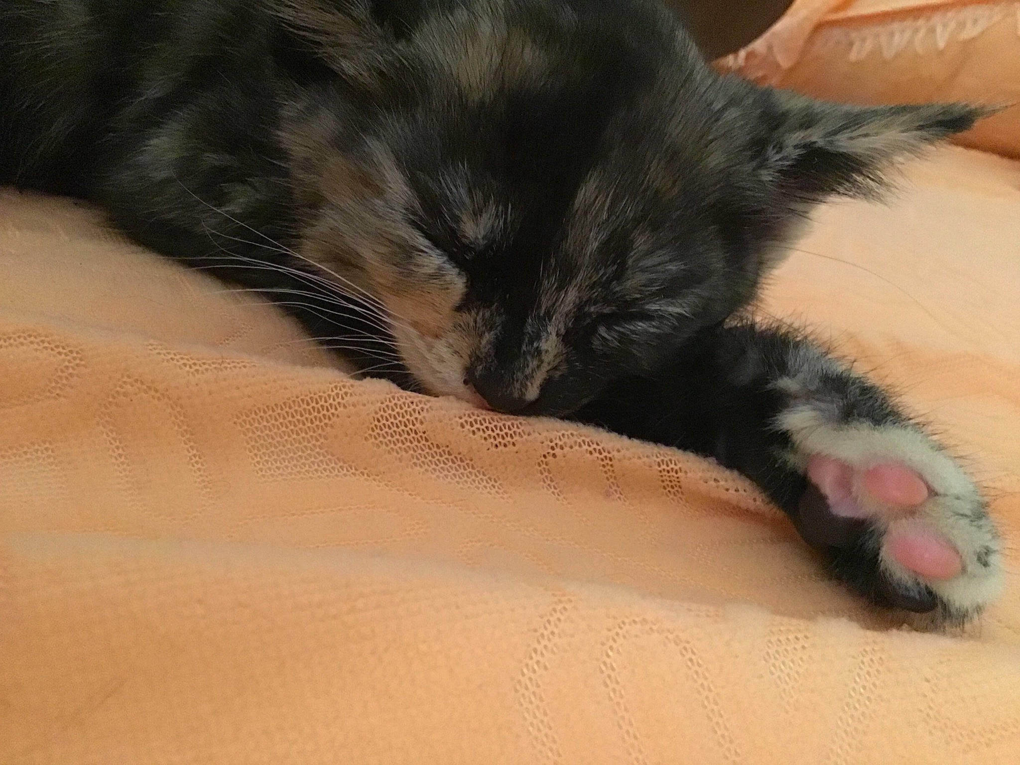 Crispy is registered to the contest to win money with this photo: black_cat, carnivore, cat, claw, domestic_long_haired_cat, domestic_short_haired_cat, ear, eye, felidae, fur, kitten, nap, paw, polydactyl_cat, skin, sleep, small_to_medium_sized_cats, snout, tail, whiskers