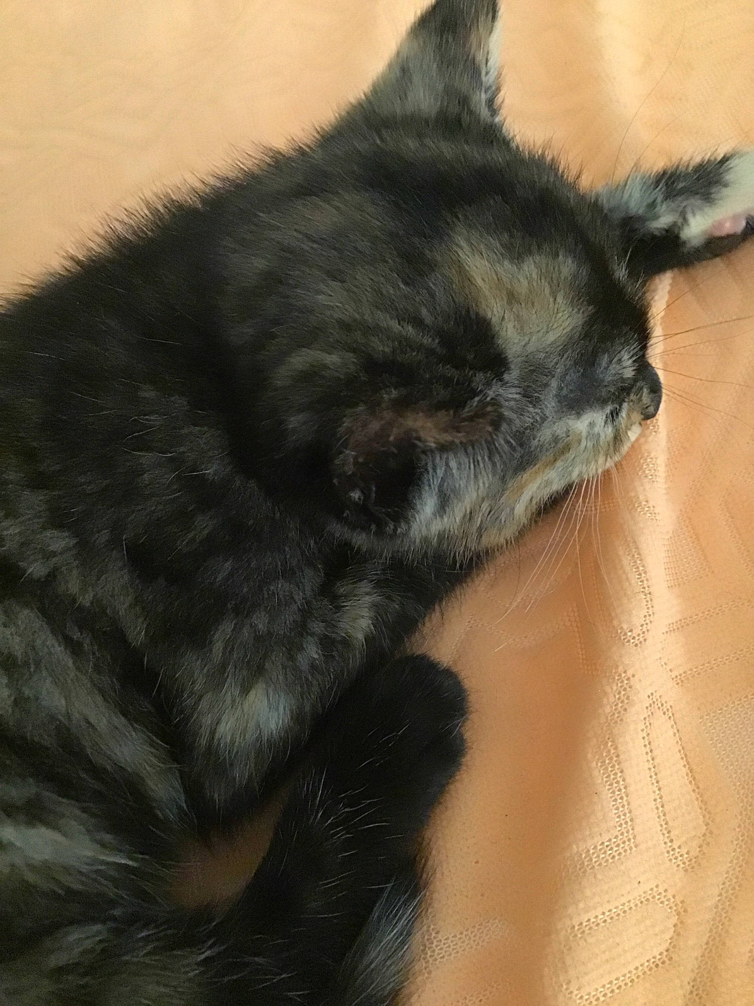 Crispy is registered to the contest to win money with this photo: asian, black_cat, carnivore, cat, claw, domestic_short_haired_cat, ear, felidae, fur, small_to_medium_sized_cats, snout, tail, whiskers