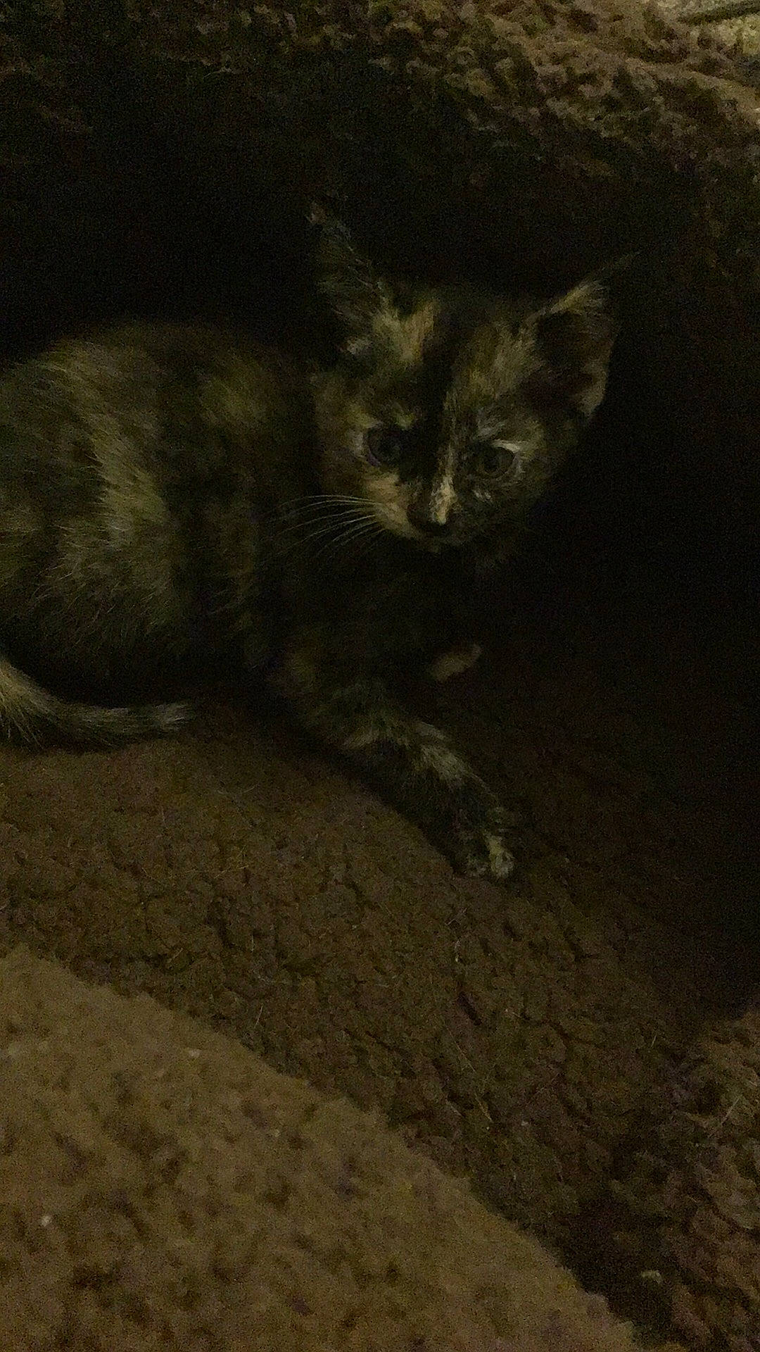 Crispy is registered to the contest to win money with this photo: asian, carnivore, cat, domestic_short_haired_cat, european_shorthair, eye, felidae, german_rex, kitten, night, sky, small_to_medium_sized_cats, tabby_cat, tail, whiskers, wild_cat, wildlife