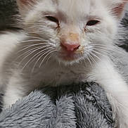 Cheeseburger joined the competition — help win amazing prizes! kitten, cat, white_cat, sleepy, close_up, pet, animal, fur, whiskers, blanket, soft_texture, cute, young, indoor, resting, mammal, small, feline, pink_nose, eyes_half_closed