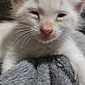 kitten, cat, white_cat, sleepy, close_up, pet, animal, fur, whiskers, blanket, soft_texture, cute, young, indoor, resting, mammal, small, feline, pink_nose, eyes_half_closed