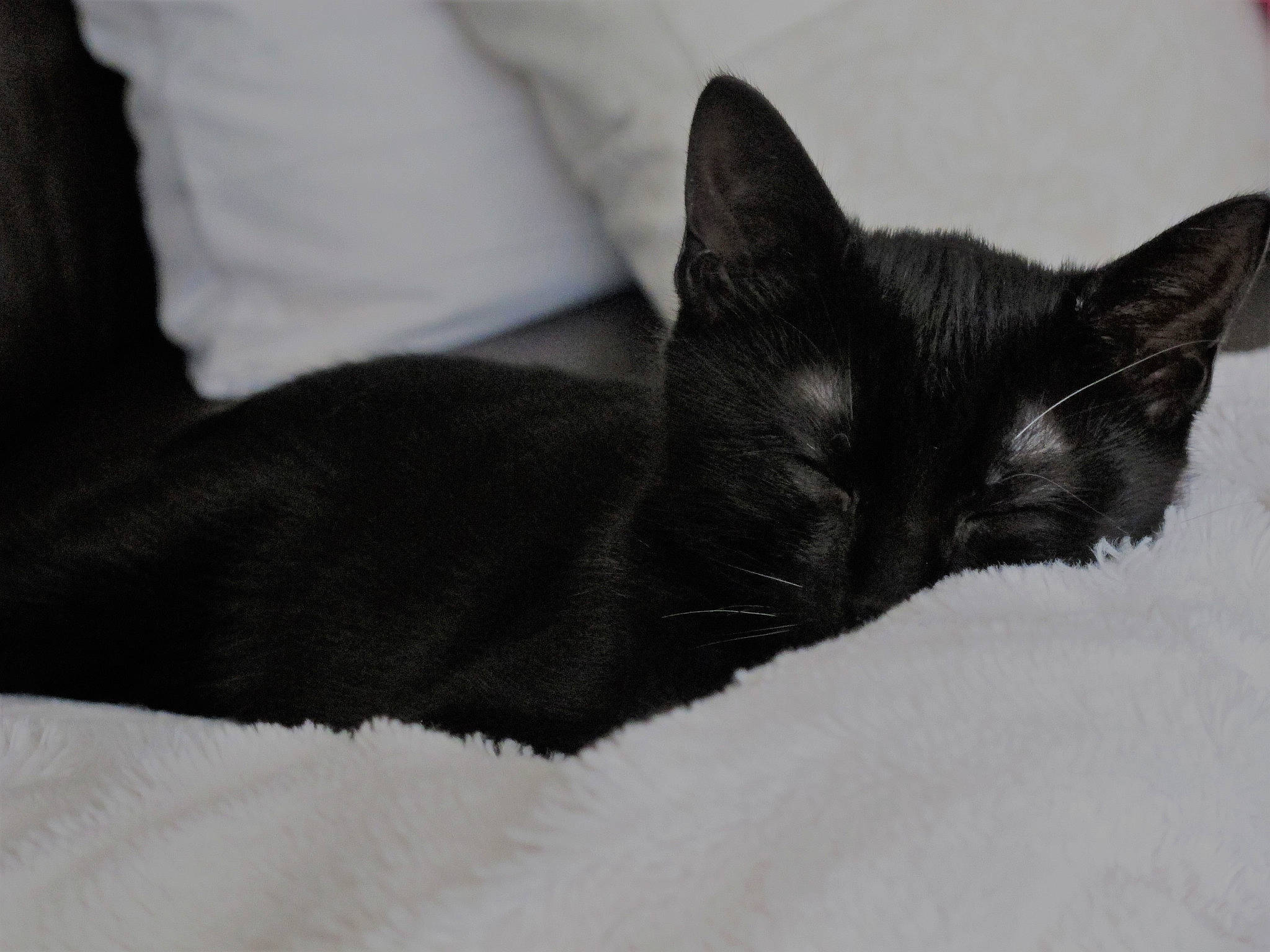 Igloo a rejoint le concours — aidez-le/la à gagner de superbes lots ! asian, black, black_and_white, black_cat, bombay, burmese, carnivore, cat, domestic_short_haired_cat, ear, felidae, fur, havana_brown, kitten, nap, small_to_medium_sized_cats, snout, tail, whiskers