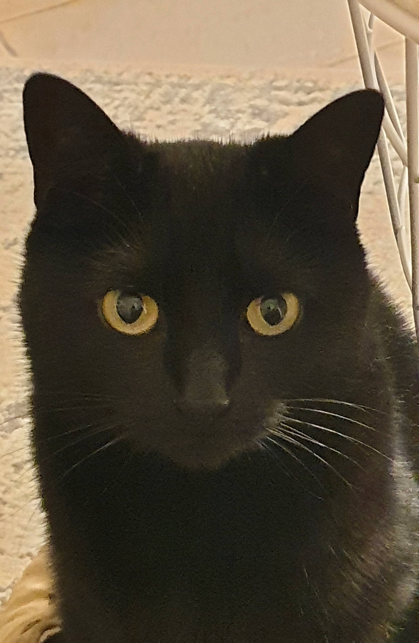 Igloo a rejoint le concours — aidez-le/la à gagner de superbes lots ! asian, black, black_cat, bombay, british_shorthair, burmese, carnivore, cat, chartreux, domestic_short_haired_cat, felidae, korat, mammal, small_to_medium_sized_cats, snout, vertebrate, whiskers