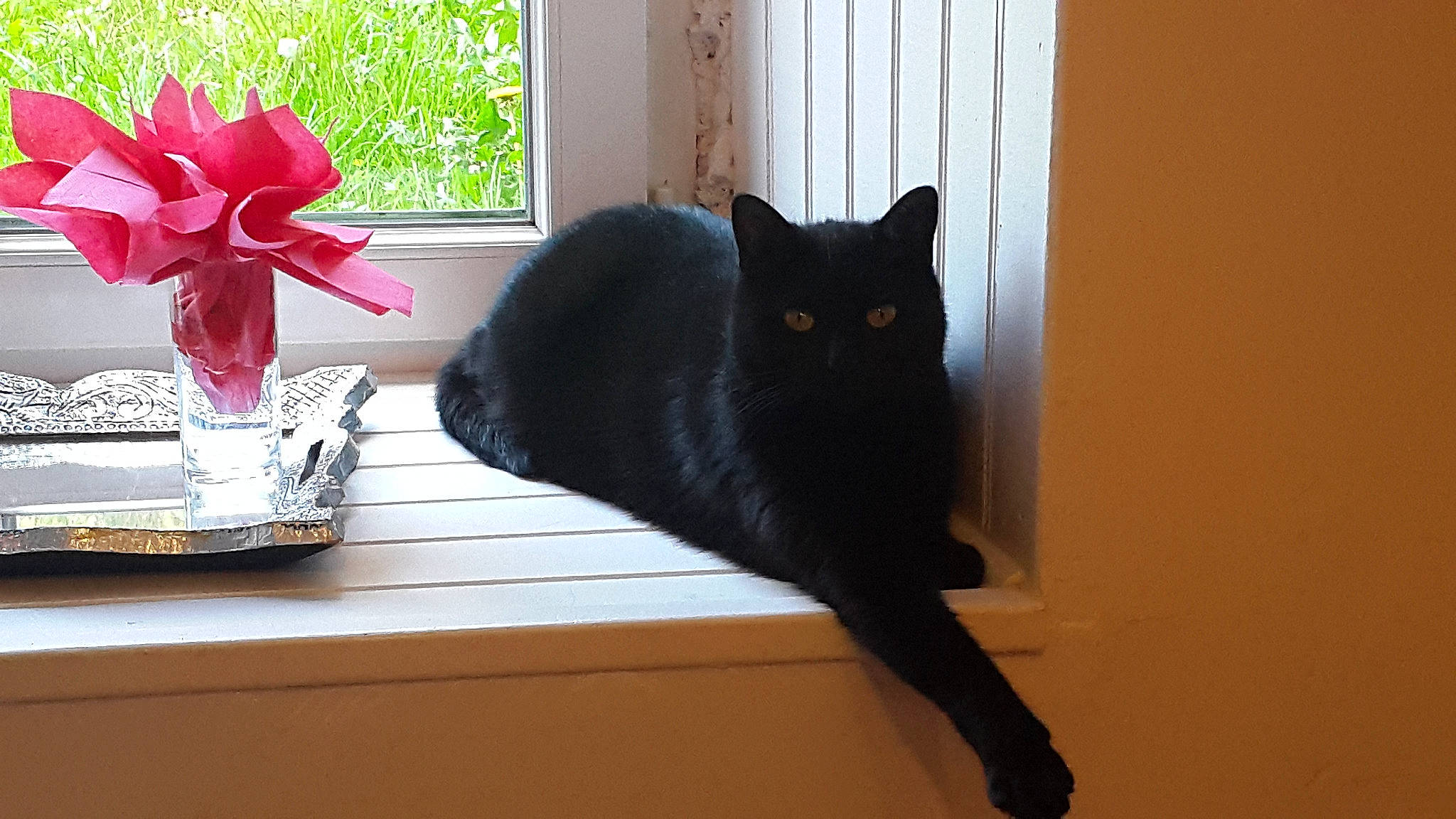 Igloo participe au concours pour gagner de l'argent avec cette photo : asian, black, black_cat, bombay, carnivore, cat, domestic_short_haired_cat, ear, felidae, fur, kitten, plant, room, small_to_medium_sized_cats, tail, whiskers