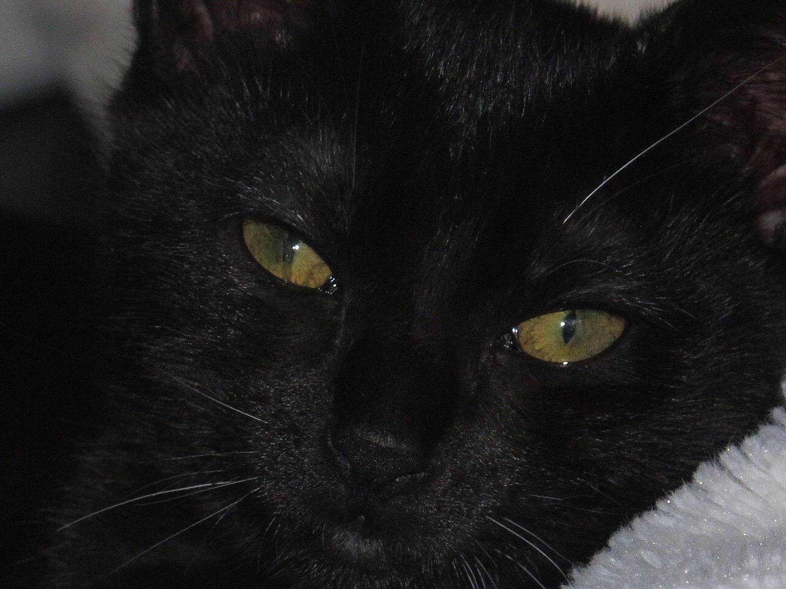 Igloo a rejoint le concours — aidez-le/la à gagner de superbes lots ! black, black_and_white, black_cat, bombay, burmese, carnivore, cat, close_up, domestic_long_haired_cat, domestic_short_haired_cat, ear, eye, felidae, fur, mammal, nose, small_to_medium_sized_cats, snout, vertebrate, whiskers