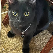 Priscilla joined the competition — help win amazing prizes! bell, black_cat, carpet, cat, chair_leg, closeup, collar, curious, domestic_cat, eye_reflection, fur, furniture, indoor, nose, paw, pet, playful, portrait, whiskers, wide_eyes