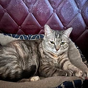 Bones is registered to the contest to win money with this photo: cat, closeup, cozy, domestic_cat, feline, fur, furniture, headboard, indoor, looking_at_camera, lounging, paws, pet_bed, portrait, sleepy, stripes, tufted_headboard, upholstery, whiskers, yellow_eyes