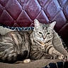 cat, closeup, cozy, domestic_cat, feline, fur, furniture, headboard, indoor, looking_at_camera, lounging, paws, pet_bed, portrait, sleepy, stripes, tufted_headboard, upholstery, whiskers, yellow_eyes