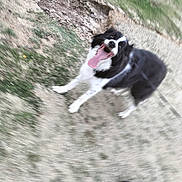 Parcker a rejoint le concours — aidez-le/la à gagner de superbes lots ! dog, black_and_white, tongue_out, outdoor, grass, dirt, footwear, blur, motion, leash, happy, pet, canine, walking, ground, person, shoe, playful, excited, animal