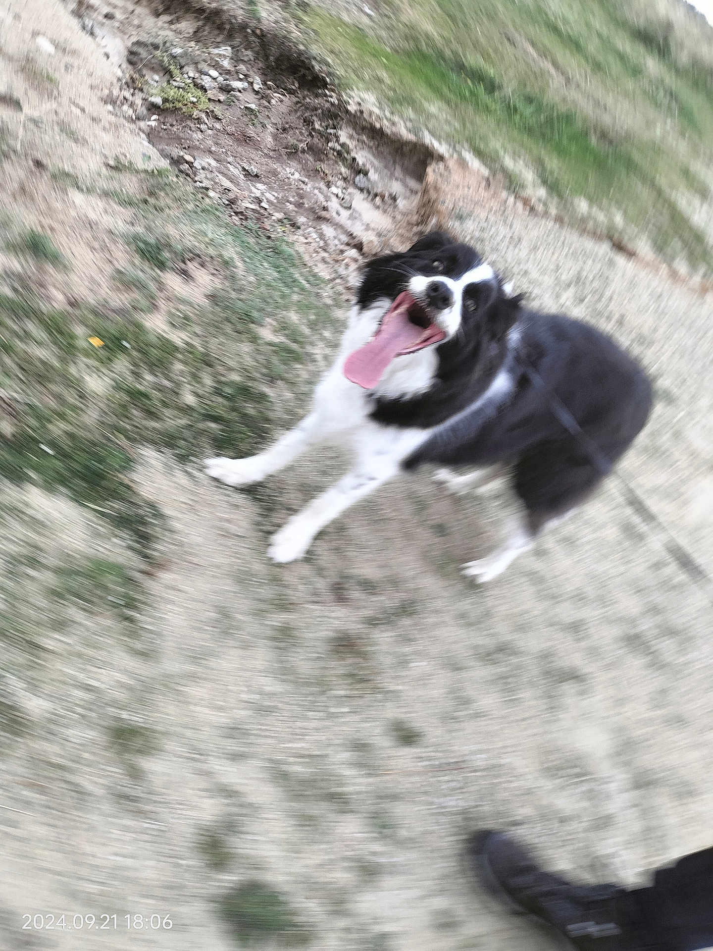 Parcker a rejoint le concours — aidez-le/la à gagner de superbes lots ! dog, black_and_white, tongue_out, outdoor, grass, dirt, footwear, blur, motion, leash, happy, pet, canine, walking, ground, person, shoe, playful, excited, animal