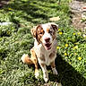 dog, animal, pet, happy, grass, outdoor, sunlight, nature, flower, yellow_flower, brown_and_white, smiling, sitting, canine, friendly, cute, fur, daylight, playful, garden