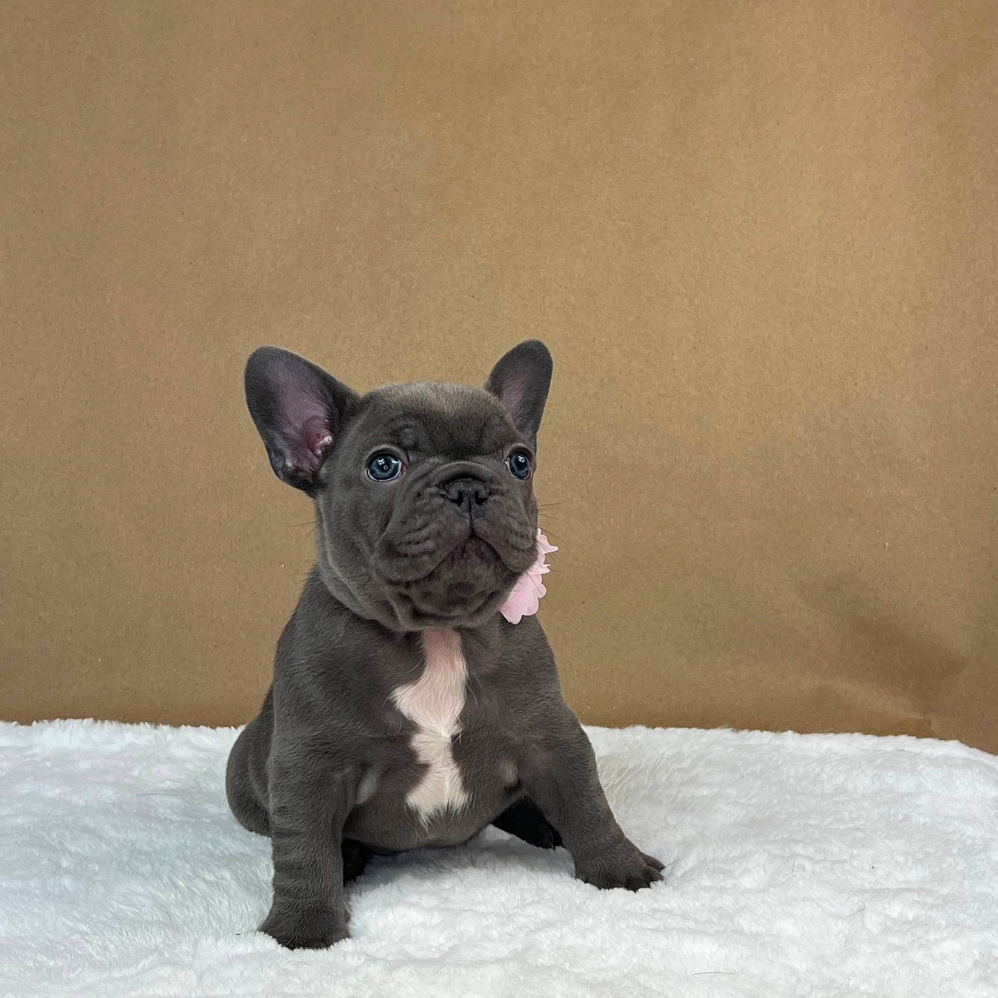 Anastasia is registered to the contest to win money with this photo: art, canidae, carnivore, dog, dog_breed, fawn, felidae, fur, grey, liver, paw, sculpture, small_to_medium_sized_cats, snow, sporting_group, statue, tail, terrestrial_animal, toy, whiskers