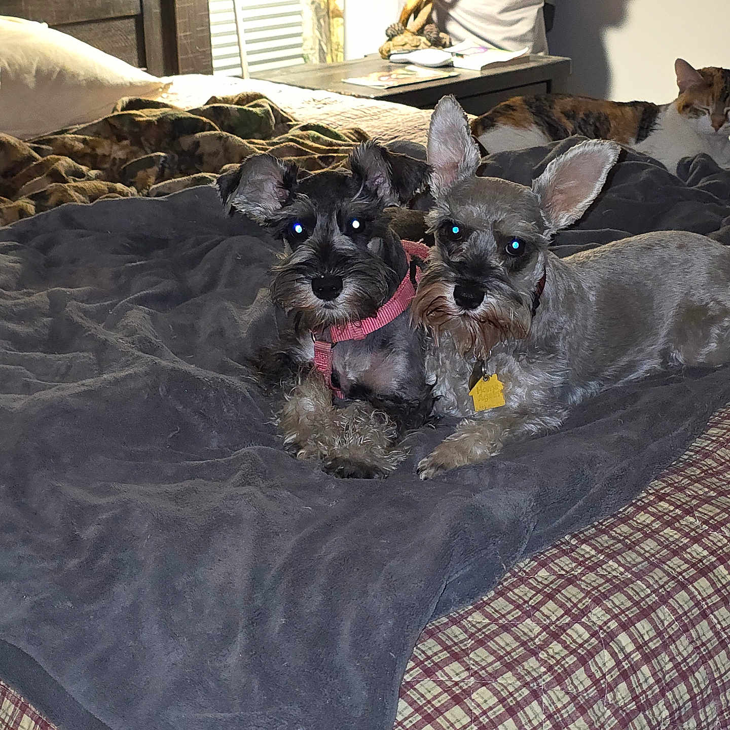 Monkey Roouh is registered to the contest to win money with this photo: animal, bed, blanket, calico_cat, cat, companion, cozy, cute, dog, domestic, fur, furniture, indoor, lamp, pet, plaid, resting, schnauzer, sleeping, table