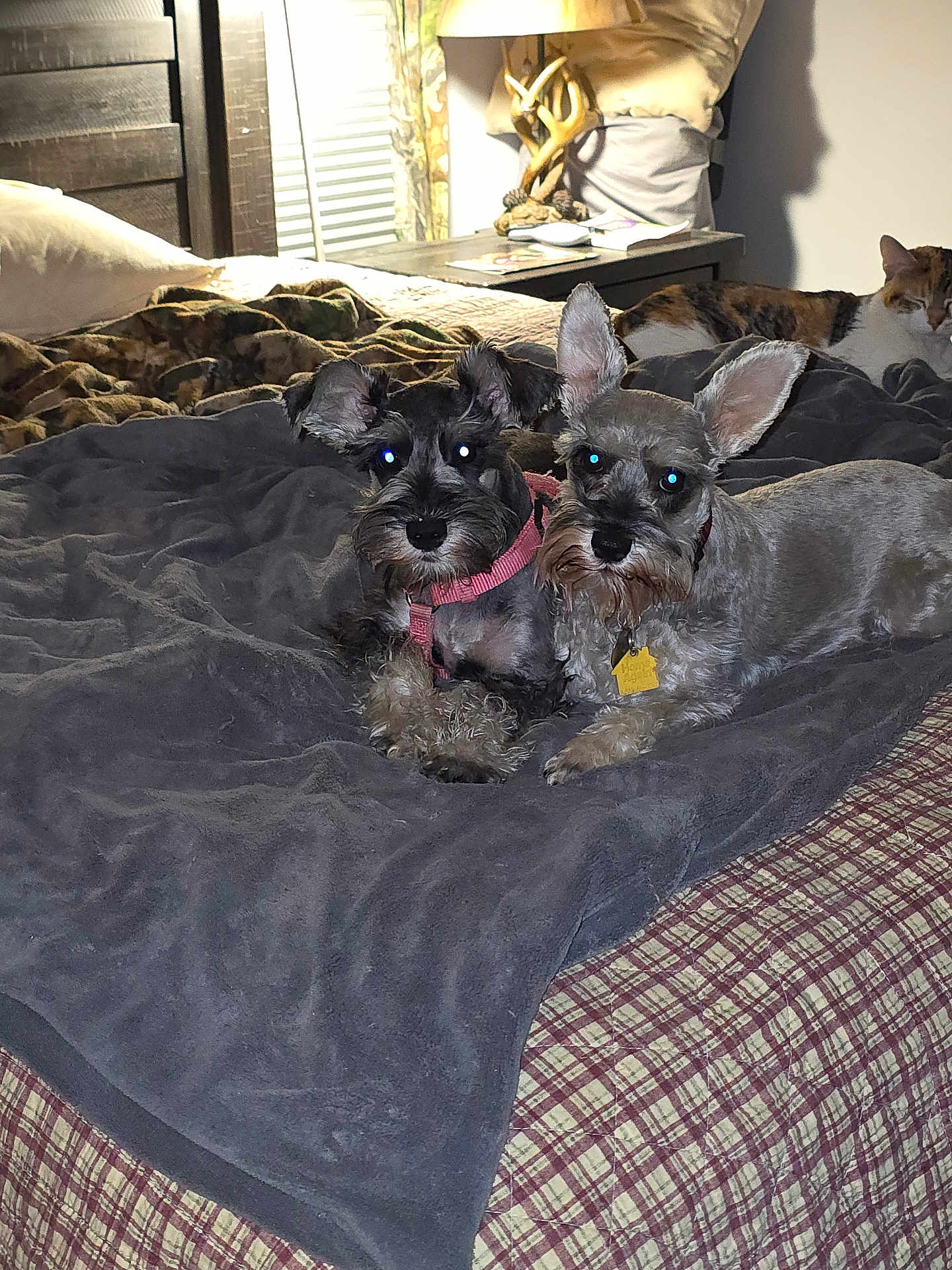 Monkey Roouh is registered to the contest to win money with this photo: dog, schnauzer, pet, animal, bed, blanket, furniture, indoor, lamp, table, cat, calico_cat, resting, cozy, plaid, fur, cute, companion, domestic, sleeping