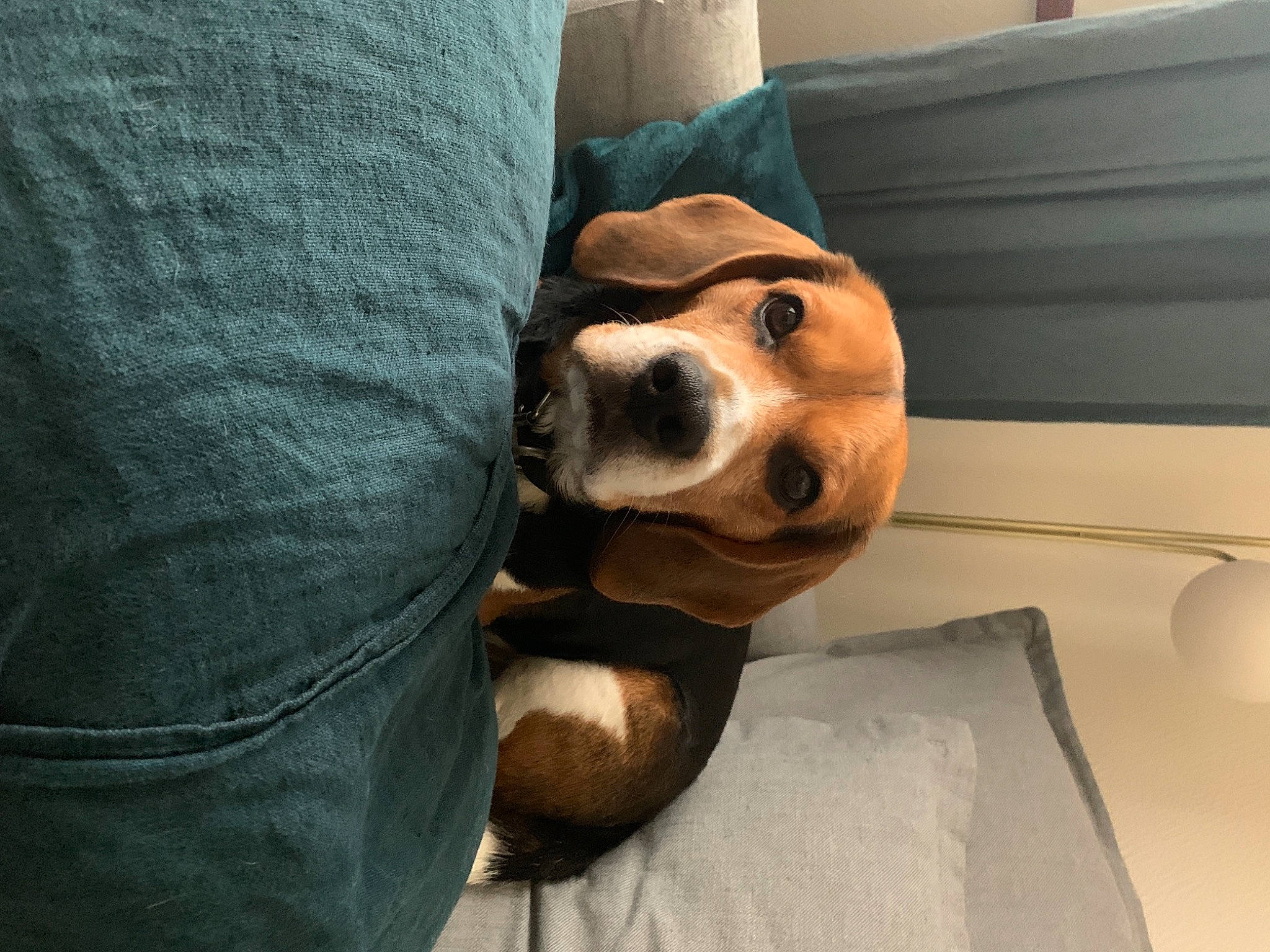 Loyd a rejoint le concours — aidez-le/la à gagner de superbes lots ! beaglier, canidae, carnivore, comfort, companion_dog, couch, denim, dog, dog_breed, fawn, home_accessories, jeans, linens, liver, pet_supply, snout, tan, throw_pillow, whiskers, working_animal