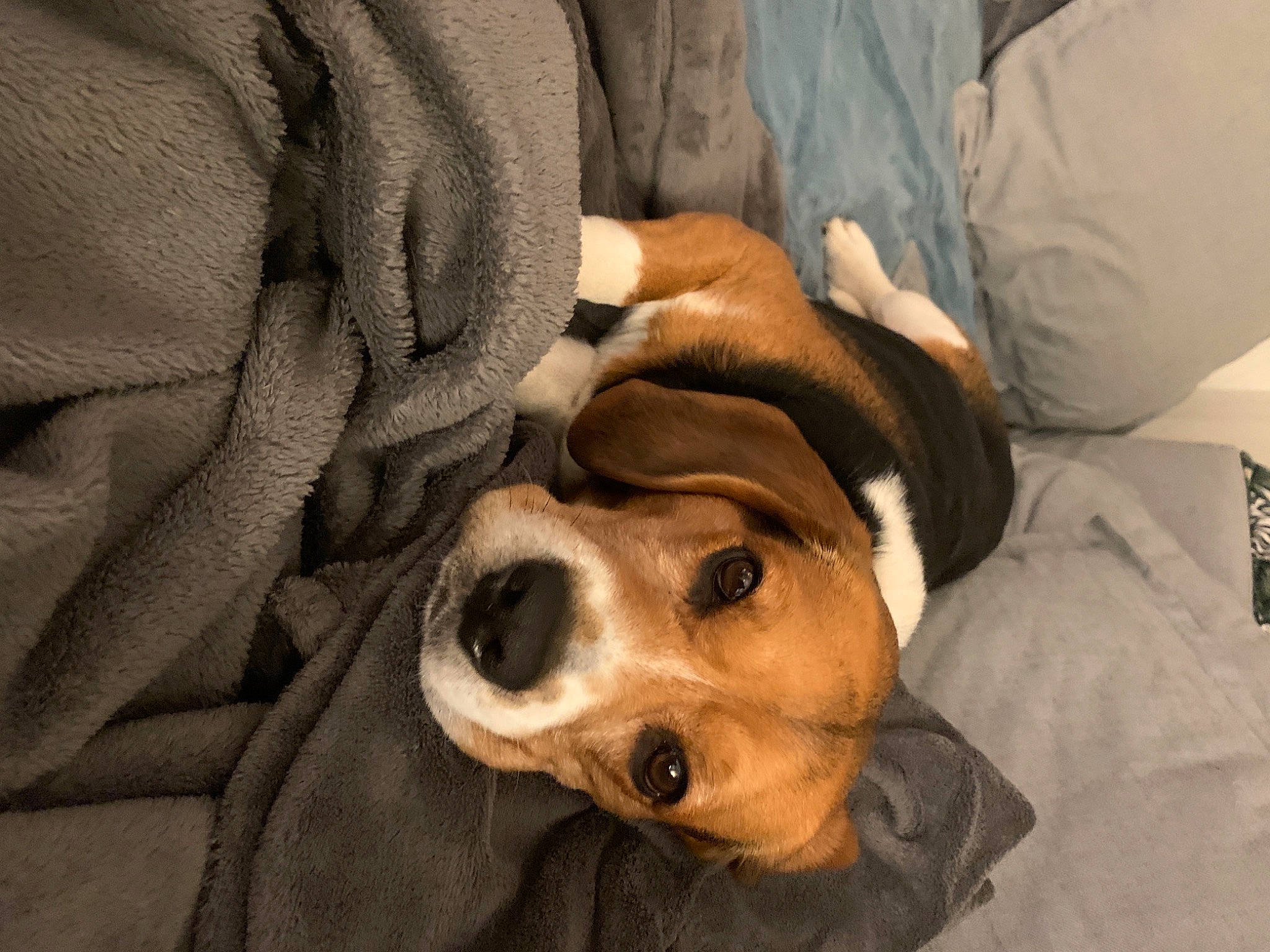 Loyd participe au concours pour gagner de l'argent avec cette photo : bed, bed_sheet, bedding, blanket, canidae, carnivore, comfort, companion_dog, dog, dog_breed, fawn, fur, linens, natural_material, snout, sporting_group, whiskers, working_animal, working_dog