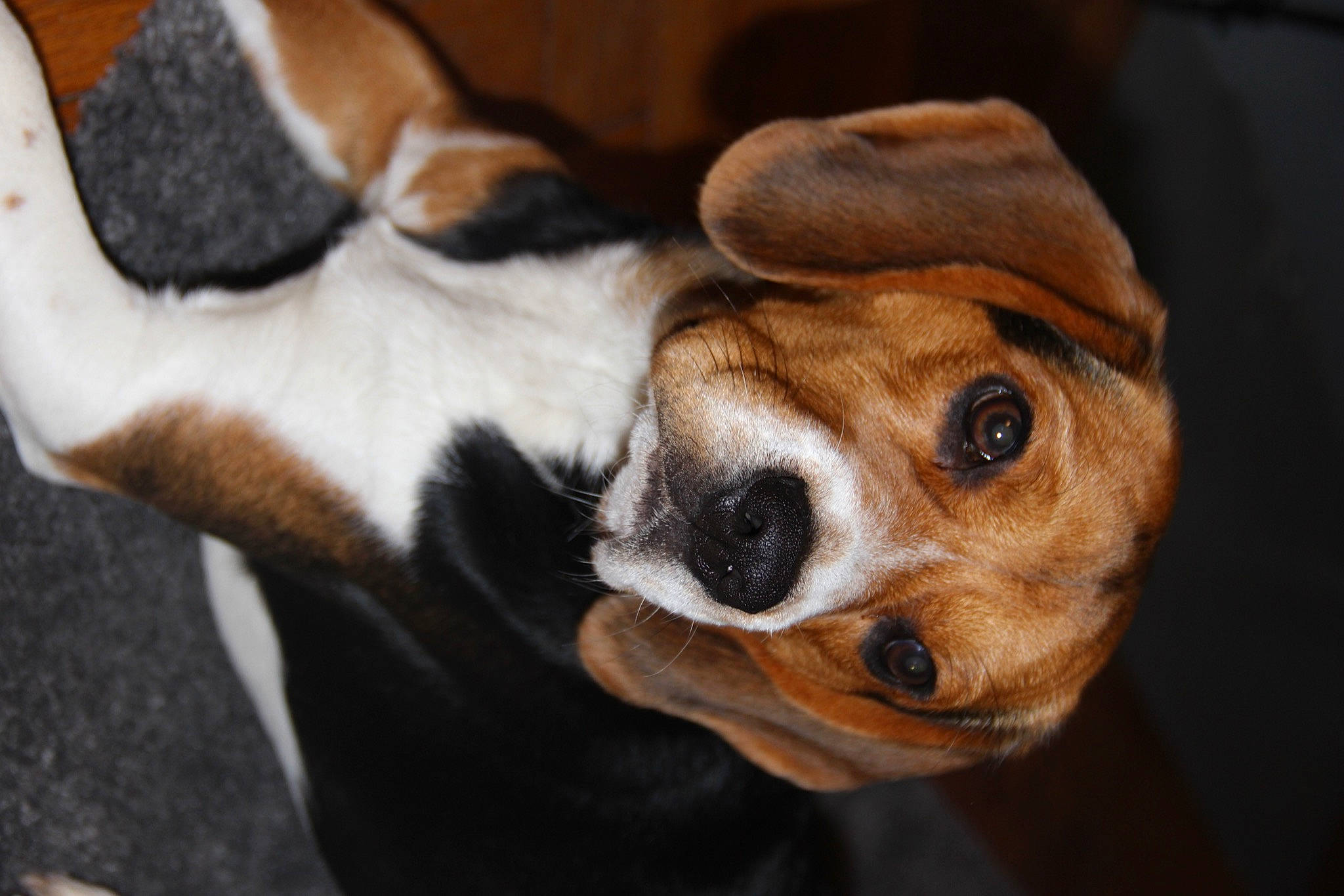 Loyd a rejoint le concours — aidez-le/la à gagner de superbes lots ! beaglier, canidae, carnivore, companion_dog, dog, dog_breed, fawn, snout, sporting_group, whiskers, working_animal, working_dog