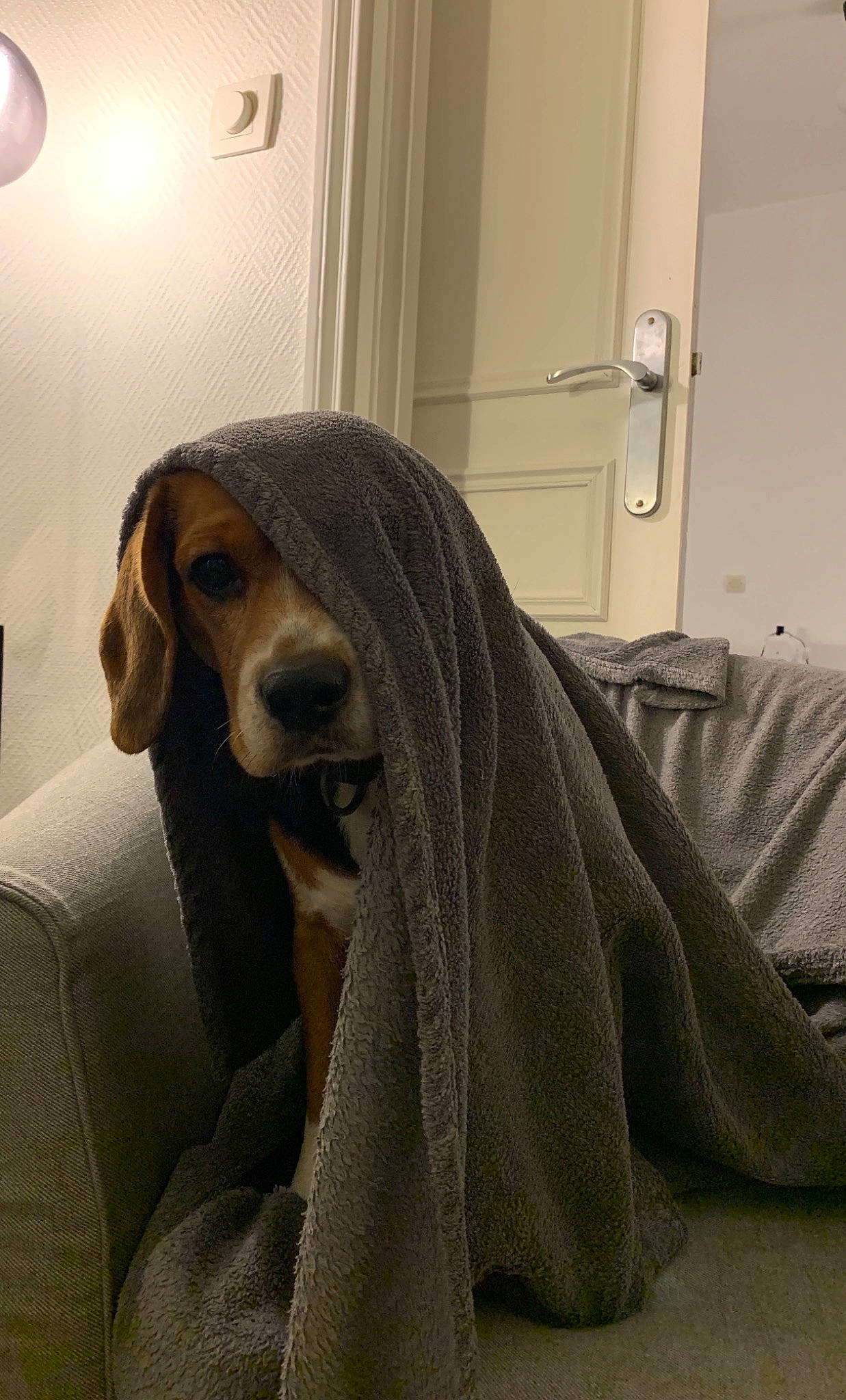 Loyd a rejoint le concours — aidez-le/la à gagner de superbes lots ! canidae, carnivore, comfort, companion_dog, dog, dog_breed, door, door_handle, fixture, handle, home_door, hound, light_bulb, light_fixture, linens, liver, scent_hound, snout, working_animal, working_dog