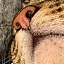 Pompon participe au concours pour gagner de l'argent avec cette photo : cat, close_up, nose, muzzle, fur, whiskers, animal, pet, texture, macro, face_part, tabby, striped, soft, detail, mammal, cute, feline, snout, portrait