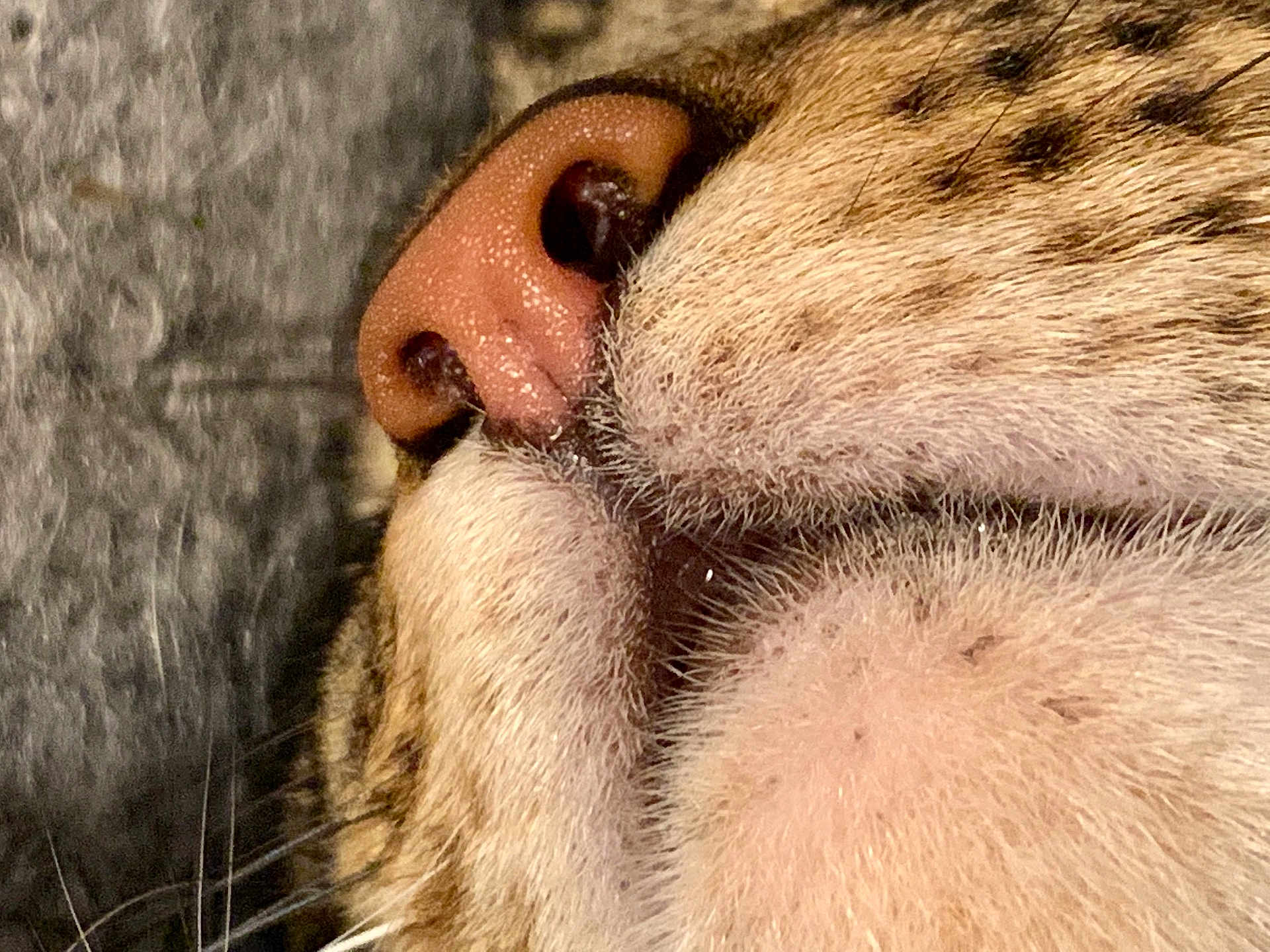 Pompon participe au concours pour gagner de l'argent avec cette photo : cat, close_up, nose, muzzle, fur, whiskers, animal, pet, texture, macro, face_part, tabby, striped, soft, detail, mammal, cute, feline, snout, portrait